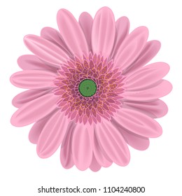 Light pink gerbera flower on white vector illustration