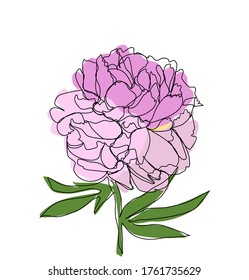Light pink peony flower outline with butterfly vector illustration graphics
