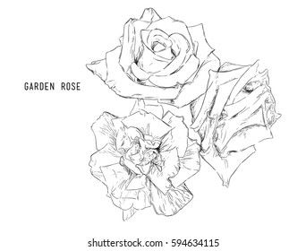 Light Pink and red  Rose Flower isolated .Vector illustration collection set of multicolored roses. Hand drawn sketch line art vintage style.