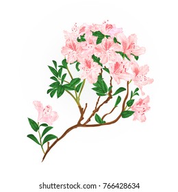 Light pink rhododendron branch mountain shrub vintage vector illustration editable hand draw