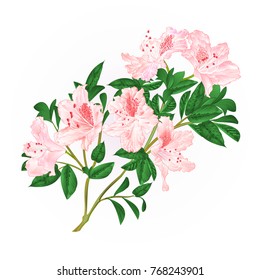 Light pink rhododendron twig with flowers and leaves mountain shrub vintage hand draw vector illustration
