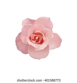 Light Pink Rose Flower isolated on white background