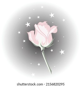 A light pink rose with a gray background and white stars