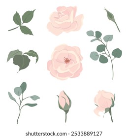 Conjunto de rosas de color rosa claro y ramas de eucalipto. Hermosas flores de diferentes Formas, brotes y flores aisladas sobre fondo. Ilustraciones florales de Vector en estilo plano de cartón.