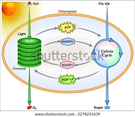 The light reactions and the Calvin Cycle Stock photo © 