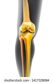 Light realistic yellow bones the of knee