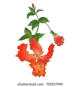 Light red flower hibiscus with bud.Hand drawn vector imitation of traditional japanese watercolor art.