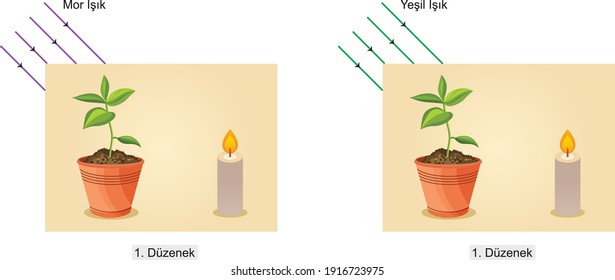 
light and reflection science lesson