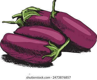 A light sketch of eggplants on a white background, in color Vector illustration