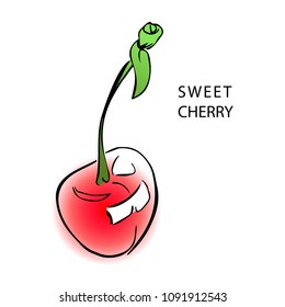 A light sketch of sweet cherry berries on a white background. Hand-Drawn Vector Illustration