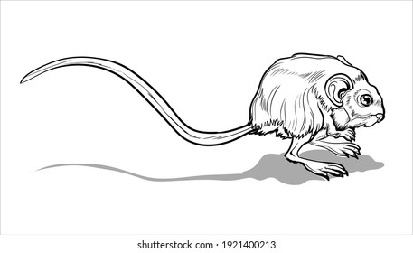 Light Small Jumper. A jerboa, a small animal, a field mouse with a very long tail.Coloring page for children and adults, hand drawn illustration