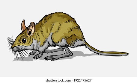 Light Small Jumper. A jerboa, a small animal, a field yellow mouse with a very long tail. Mouse, a rodent with a long tail. Isolate, full color with stroke vector illustration