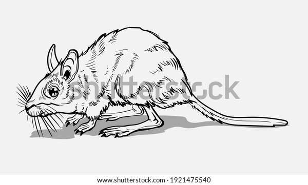 Light Small Jumper. A jerboa, a small\
animal, a field yellow mouse with a very long tail.Coloring page\
for children and adults, hand drawn\
illustration