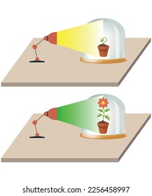 
light source flower growth development