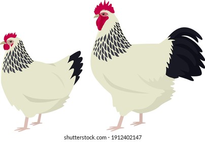 Light Sussex Breed of chickens Vector illustration Isolated object set