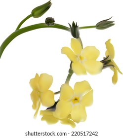 light yellow forget-me-not flower isolated on white background