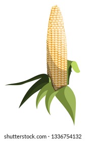 Light yellow sweet corn cob with green leafs vector illustration of vegetables on white background.