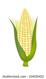 Light Yellowe Color of A Fresh Ripe Sweet Corn with Green Husk and Golden Silk Isolated on A White Background 