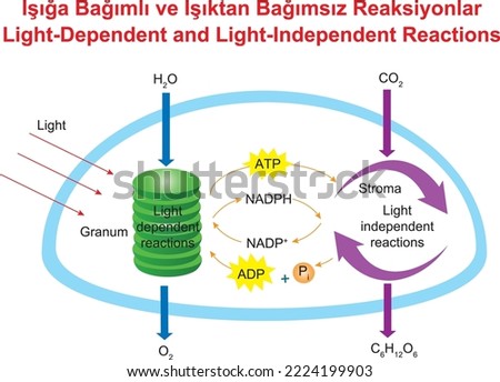 Light-Dependent and Light-Independent Reactions, education Stock photo © 