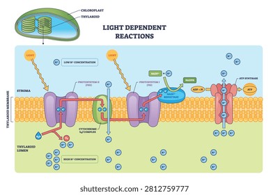 Light-dependent reactions brief outline showing photosystem II, photosystem I, and ATP synthase driving ATP and NADPH across the thylakoid membrane. Outline diagram