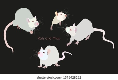 Light-grey nice rats and mice - a symbol of 2020 new year - on black background. Happy holiday, congratulation, gift, greeting card, party invitation, web page. EPS10