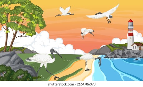 Lighthouse at coast view with Australian white ibis birds illustration