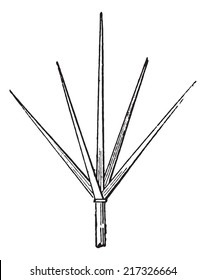 Lightning rod or Lightning conductor, vintage engraved illustration. Dictionary of words and things - Larive and Fleury - 1895.