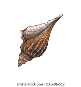 Lightning whelk - empty sea shell vintage illustration, isolated. Seashell of predatory sea snail, realistic vector sketch, engraving etching style.