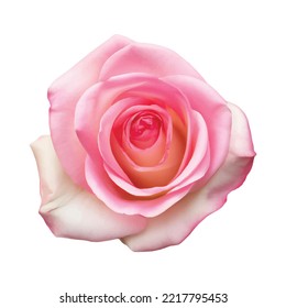 light-pink rose blossom on white background