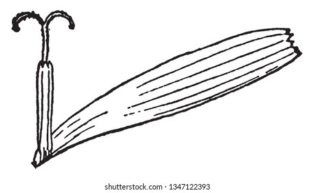 The ligule ray floret of daisy flower. Floret attached at the perimeter. Stigma like an anchor, vintage line drawing or engraving illustration.