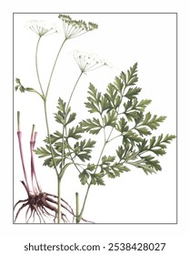 Ligusticum jeholense, hand-painted floral and botanical painting, hand-painted herbal painting, natural herbs.