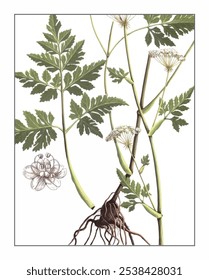 Ligusticum sinense Oliv, hand-painted floral and botanical painting, hand-painted herbal painting, natural herbs.