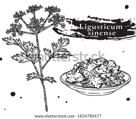 Ligusticum sinense vector drawing.Hand drawn line drawing Chinese herbal medicine.
Ligusticum root, known as Gao Ben in Chinese.Hand Painted Traditional Chinese Medicine.