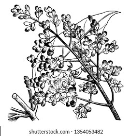 263 Ligustrum lucidum Images, Stock Photos & Vectors | Shutterstock