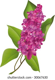 lilac
