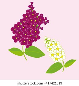 lilac, bird cherry, vector illustration