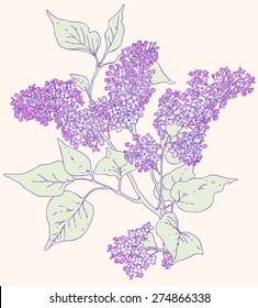 Lilac. Branch.
