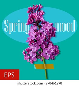 Lilac branch