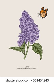 Lilac branch. Floral background. Vector illustration.