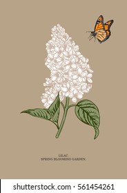 Lilac branch. Floral background. Vector illustration.