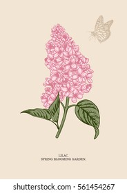 Lilac branch. Floral background. Vector illustration.