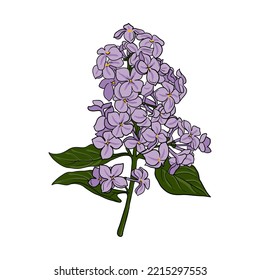 lilac branch with flowers, vector drawing garden tree at white background, hand drawn botanical illustration