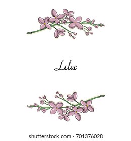 Lilac branch hand drawing illustration