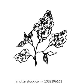 Lilac branch. Hand drawn vector illustration.