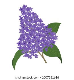 A lilac branch on a white background. Spring flowers. It can be used as an design element in projects and compositions. Vector illustration.