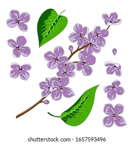 Lilac, branch of lilac, on a white background in vector EPS8