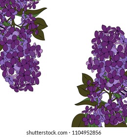 Lilac branch. Vector illustration drawn by hand