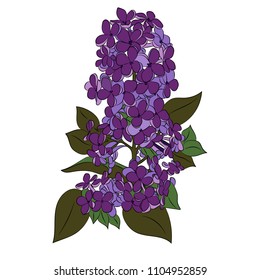 Lilac branch. Vector illustration drawn by hand