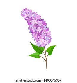 Lilac branch. Vector illustration on a white background.