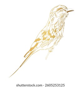 Lilac breasted Roller bird. Design element. Golden line illustration.